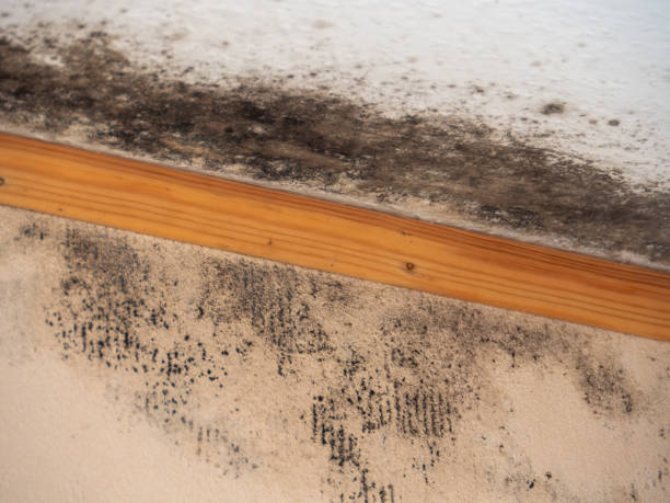 Best Mold Documentation for Insurance Claims  in Camden, OH